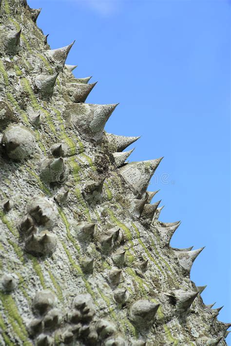 Sharp Thorns Lining The Bark Of A Tree Stock Photo Image