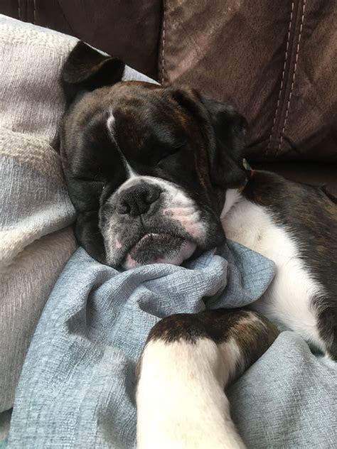 Sleeping Boxer Puppy Boxer And Baby Boxer Love Boxers Sweet Dogs I