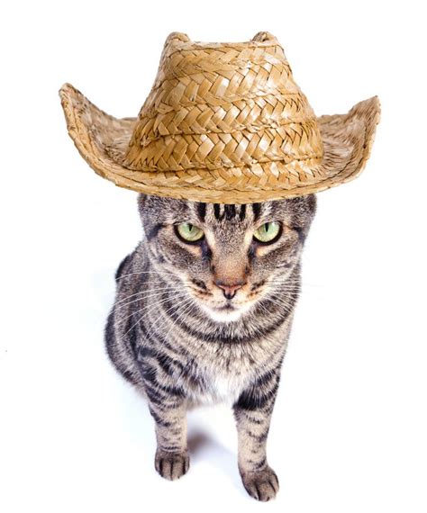 Cowboy Cat Stock Image Image Of Adorable Young Feline 31039749