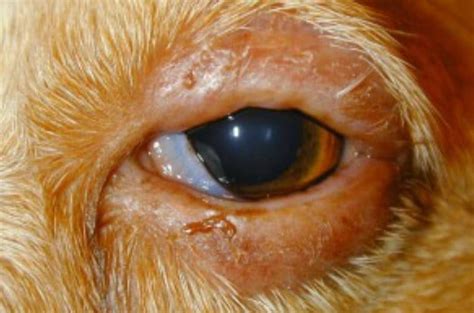 Dogs Swollen Eye And Eyelid Is It Blepharitis Remedies And Treatment
