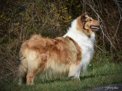 Sable Collie Puppies Available In October