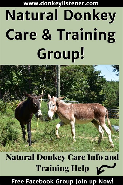 Natural Donkey Care And Training Facebook Group Donkey Care Positive
