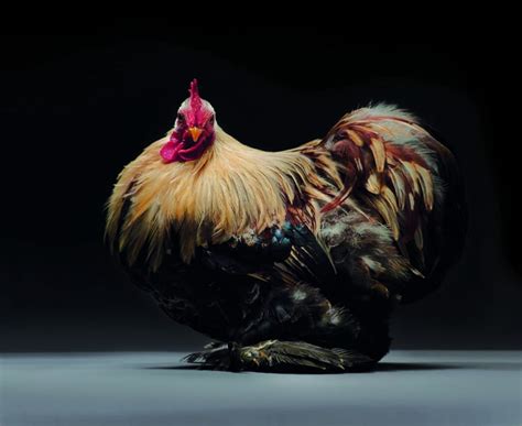 The Most Beautiful Chicken Photos Ever Taken In A Collectable Coffee Table Book