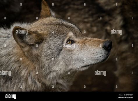 Eastern Grey Wolf Looking Up Stock Photo Alamy