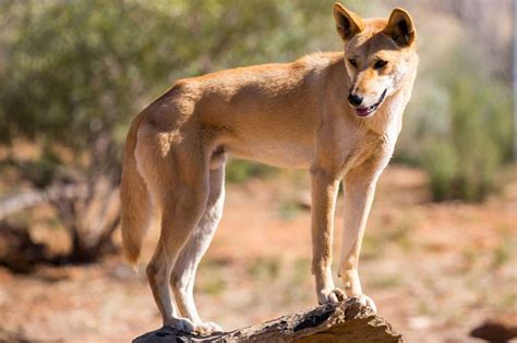 Clancy Tuckers Blog 25 August 2018 Facts About The Australian Dingo
