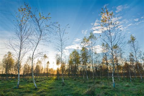 Sunset In Young Birch Tree Forest Free Photo Download Freeimages