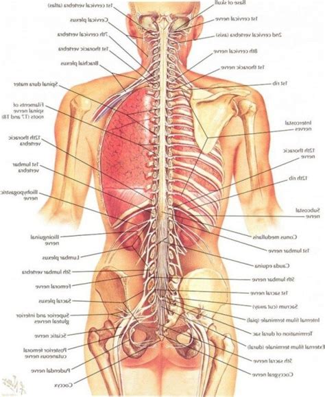 The left kidney, small intestine and descending colon are all found at the lower left side of the back, also known as the left lumbar region. Images Of Internal Organs Of Human Body . Images Of ...