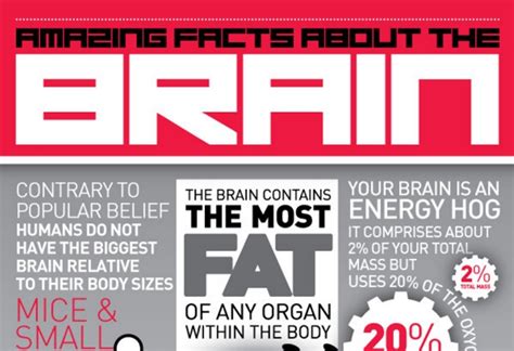 Amazing Facts About The Brain Infographic Visualistan