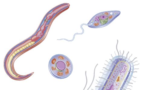 Protozoan Diseases