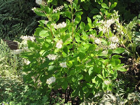 Valued for its summer flower, tolerance of heavy shade, and moist situations. Hummingbird Summersweet (Clethra alnifolia 'Hummingbird ...