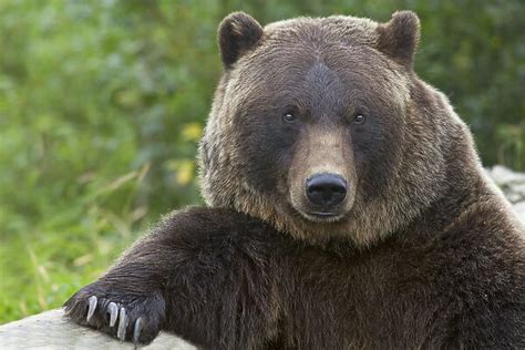 Grizzly Bear Portrait Alaska Our Beautiful Pictures Are Available As