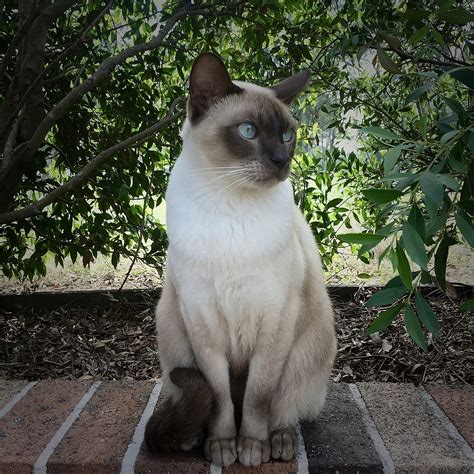 Days until the northern burmese cat club show (we hope!) Tonkinese cat - Wikipedia