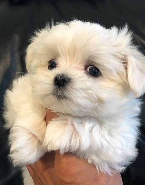 Maltese Puppies For Sale Fort Worth Tx 299431