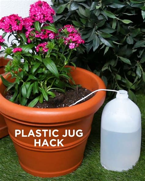 How To Use Self Watering Plant Pot