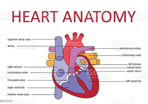 Heart Anatomy Stock Illustration Download Image Now Istock