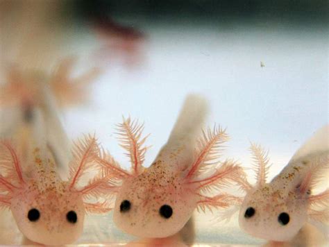 Comment Grandit Laxolotl Combien De Temps Vit Il Envies Animales