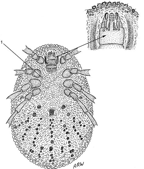 Figure 2 From Ticks Of Australia The Species That Infest Domestic