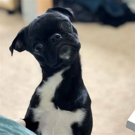 All You Need To Know About The Bugg The Boston Terrier Pug Mix Animalso