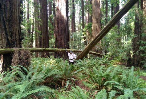 Ten Must See Redwood Trees In The North Coast