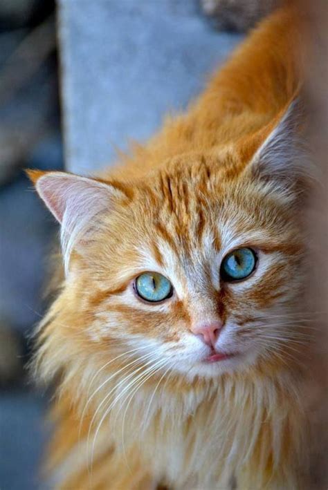 Appearance:has blue eyes, long hair and. Beautiful long-haired orange and white cat with gorgeous ...