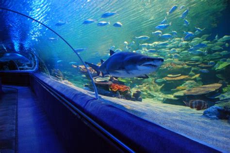 Top 10 Largest Aquariums In The World