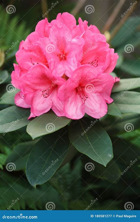 Pink Rhododendron Flower Closeup In A Garden Uk Stock Image Image Of