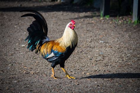 Rooster Pictures Download Free Images On Unsplash