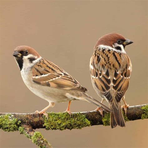 Sparrow Bird Photo Photo Hub