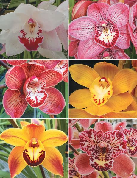 Cymbidium Orchids Tesselaar