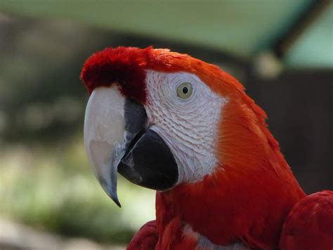 Red Macaw Parrot Head Free Stock Photo Public Domain Pictures