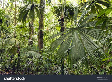Interior Of Tropical Rainforest In Yasuni National Park Ecuador With