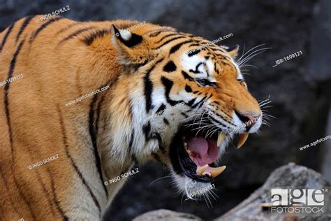 Siberian Tiger Panthera Tigris Altaica Aggressively Baring His Teeth