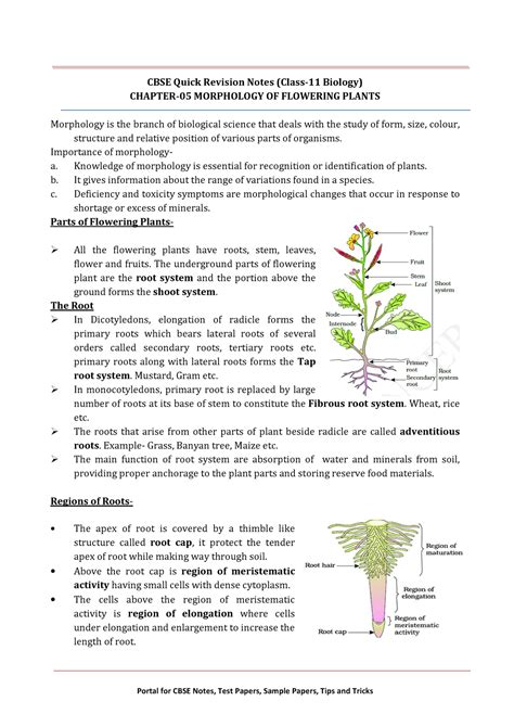 11 Biology Notes Ch05 Morphology Of Flowering Plants Cbse Quick