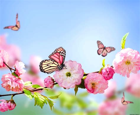 Spring Flowers And Butterflies Wallpapers Gallery