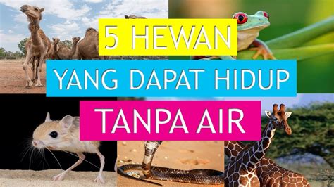 Check spelling or type a new query. 5 HEWAN YANG DAPAT HIDUP TANPA AIR - YouTube