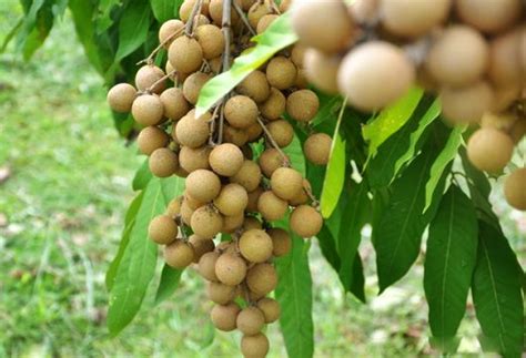 Cara Mencangkok Pohon Kelengkeng yang Benar - Kampus Tani