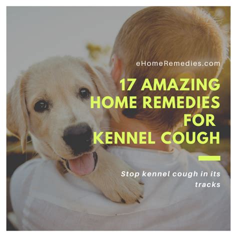 17 Amazing Home Remedies For Kennel Cough