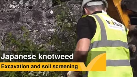 Hailing from the volcanic slopes of nagasaki, japan, knotweed arrived in the uk in 1850 in a collection of increasingly, homeowners are opting to have the knotweed physically dug out of the ground, with all viable rhizome roots sifted and removed from the infected soil. Digging out Japanese knotweed - soil screening - YouTube