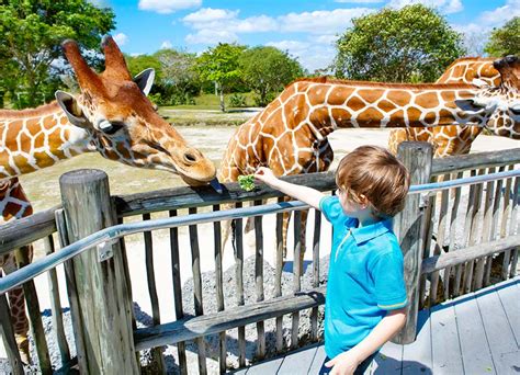 Bring Your Kids On A Virtual Tour Of A Zoo Anywhere In The World