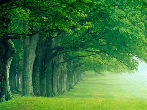 Natural Pictures Green Forest