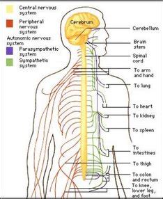 The nervous system is mainly divided into central nervous system, peripheral nervous system and autonomic nervous system. The Organs of The Nervous System - Brainwaves.com Jamie's ...