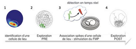 Les crises de panique sont fréquentes, affectant au moins 11 % des adultes chaque année. Peut-on créer de nouveaux souvenirs pendant le sommeil