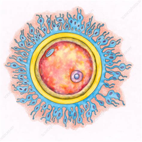 human egg cell ovum stock image c017 2525 science photo library