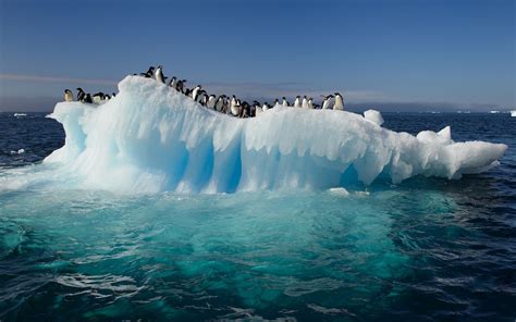 Wallpaper Penguins Iceberg Arctic Freezing 1920x1200 Px Wind