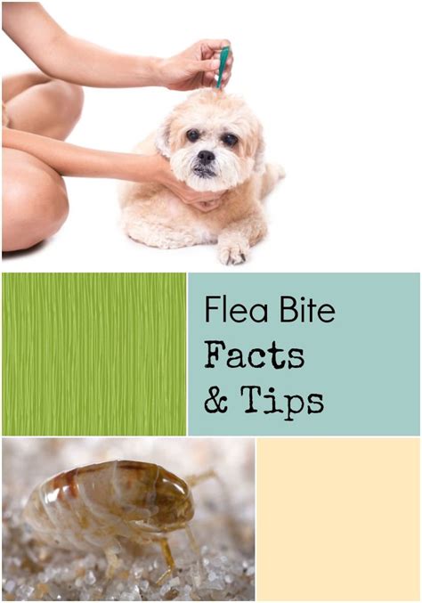 Western Exterminator Has The Facts On Fleas And Fleabites To Help You