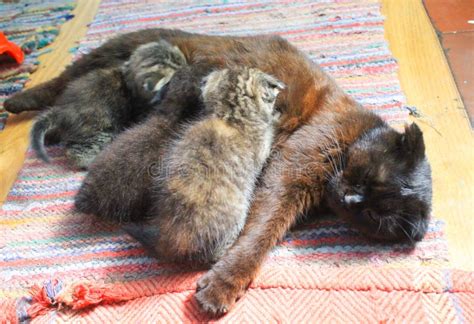 Cat Nursing Her Newborn Kittens Stock Image Image Of Beautiful