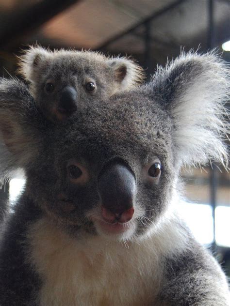 Baby Koala Piggyback Ride Cute Koalas Animals Funny Koala Cute