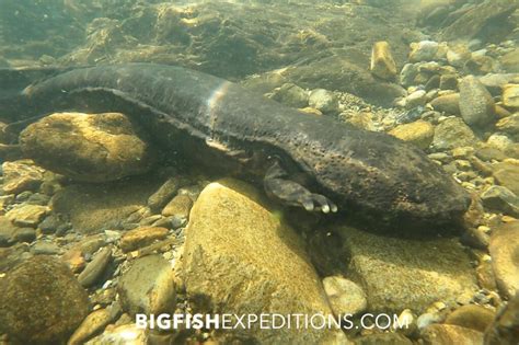 Giant Salamander Snorkeling Big Fish Expeditions