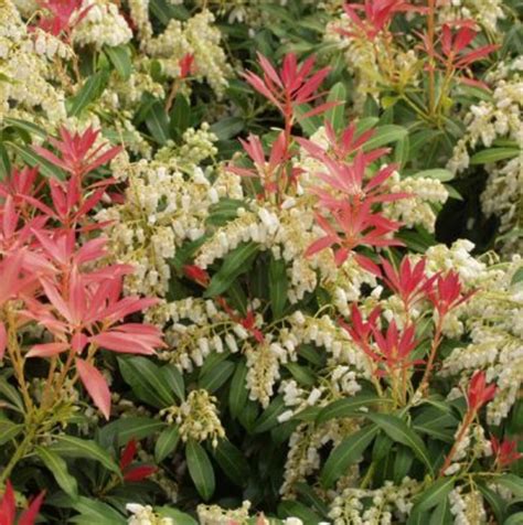 Pieris Japonica Forest Flame Truffaut