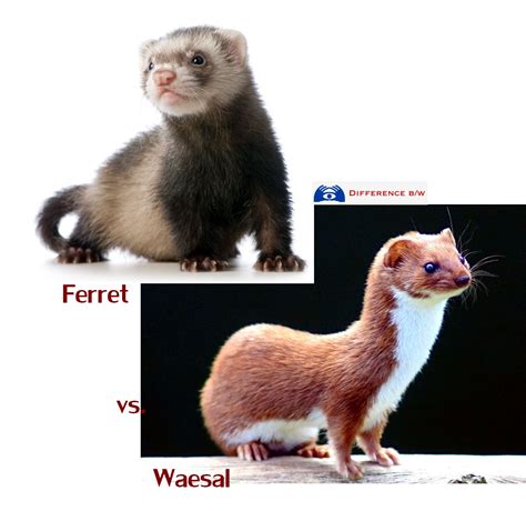 Albums 94 Images Pictures Of Ferrets And Weasels Full Hd 2k 4k